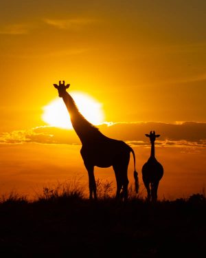 giraffe Daniel Wagner