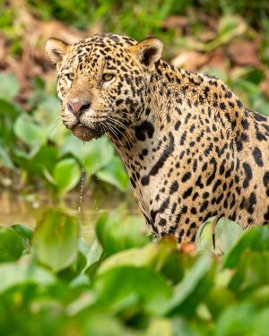 Daniel Wagner pantanal yaguarete