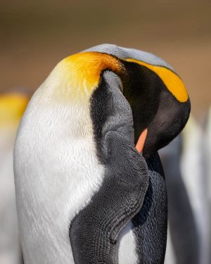 King penguin Daniel Wagner